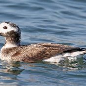 Long-tailed Duck